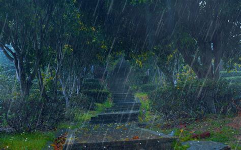 🔴【杜比音效】10小时迷雾森林舒缓雨声，雨落在草丛和树叶上，深度睡眠真实自然白噪音，雨声伴你入睡，打坐，学习和工作，ptsd，雨声助睡眠，下雨 ...