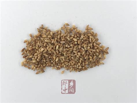 柏子仁图片