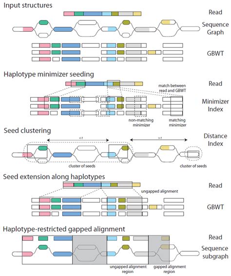 利用CRISPR/Cas9对面包小麦进行基因组编辑 - 美格生物