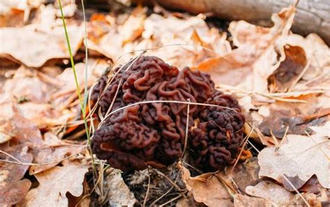 乡村人捡野生蘑菇，是如何辨别野生蘑菇“有毒”和“无毒”的了？