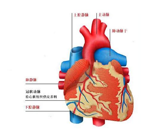 人体心脏结构图图片