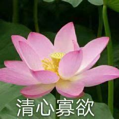荷花头像非主流
