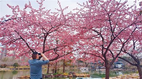 上海植物园白玉兰和樱花绽放 春色正浓