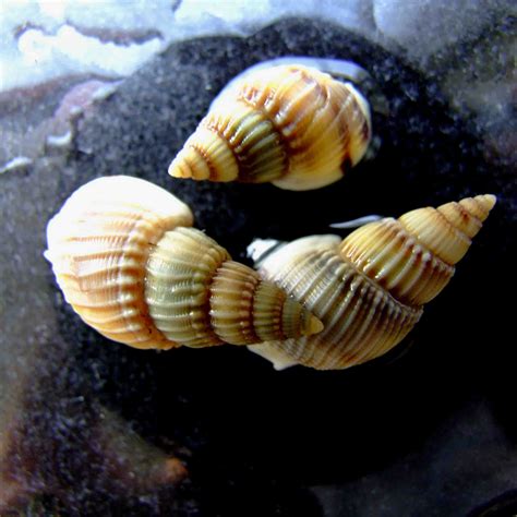 古代云南人有多爱吃螺蛳？来看云南这堆“吃出来”的螺蛳壳！|云南省_新浪新闻