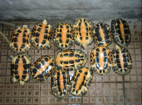 石龟和中华草龟有什么不同，附其详细介绍 - 农敢网