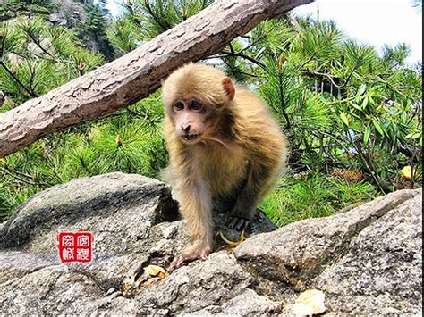 山中的猴子高清图片下载-正版图片500614790-摄图网