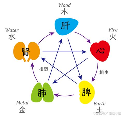 心肝脾肺肾大宝贝图片
