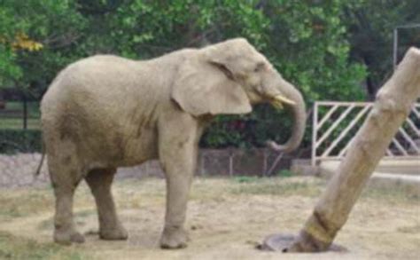 朱丹呼吁救助残疾大象聆听盲童演出，在感动中结束《丹程》之旅 - 360娱乐，你开心就好
