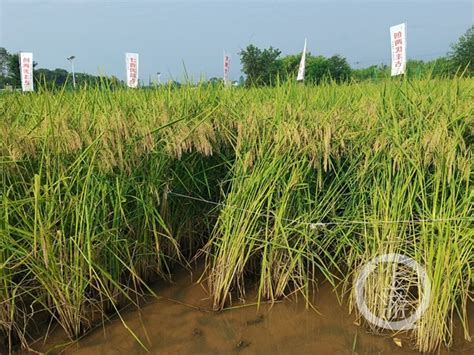 丰收节丨两米高的巨型水稻明日开割！“袁老，您的禾下乘凉梦实现了”_重庆市农业农村委员会