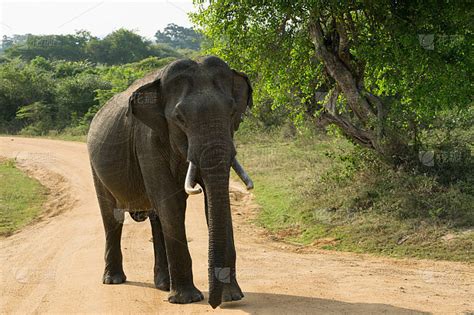 大象过马路