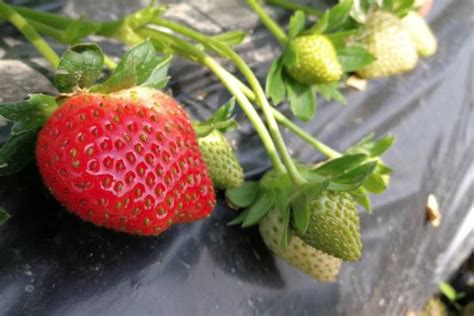 重庆璧山草莓采摘园有哪些 重庆璧山草莓采摘园推荐2021_旅泊网