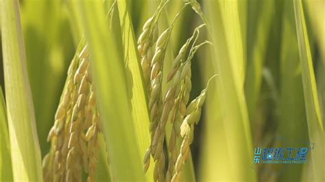 袁隆平的水稻是世界上现存水稻产量最多的吗？ - 知乎