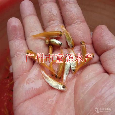 供应淡水花斑鱼_四川成都__鱼类-食品商务网