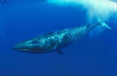 蓝鲸是海洋中最大的鲸类，你见过它进食的画面吗？你知道它们是|蓝鲸|海洋|磷虾_新浪新闻