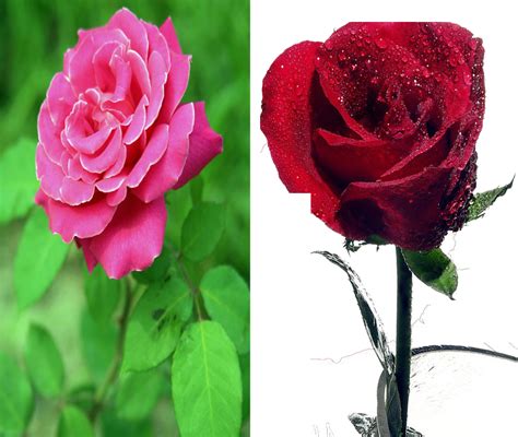 月季花和玫瑰花的区别有哪些_中华康网