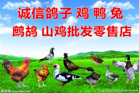 绿色名片农业贸易鸡鸭饲料化肥粮食经销名片种子名片PSD免费下载 - 图星人