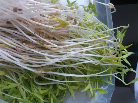 在家自制绿豆芽，方法超简单，您也能种出安全的豆芽菜