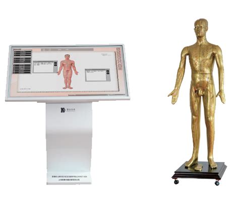 医针灸穴位经络人体模型小铜人男女模特超清晰高中医教学-阿里巴巴