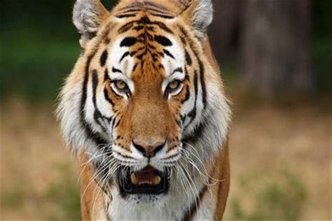 老虎是怎么起源的？_进化