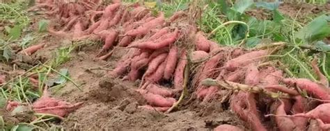 红薯种植技术,红薯种植技术和管理-今日头条娱乐新闻网