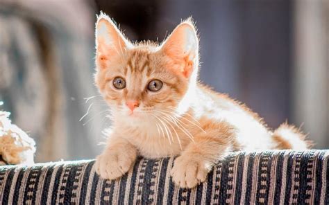家里养猫的危害，养猫对人身体有危害？你还敢养吗？
