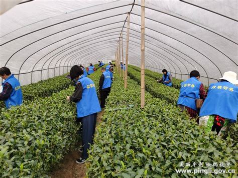 以茶为媒，搭起致富“桥梁”——长安镇劳务服务工作站助力茶产业用工难-平利县人民政府