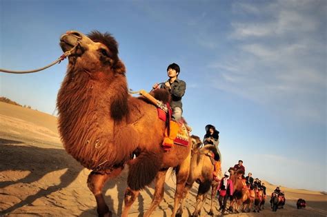 骆驼为什么只在沙漠生活 骆驼能在沙漠生活的原因 _八宝网
