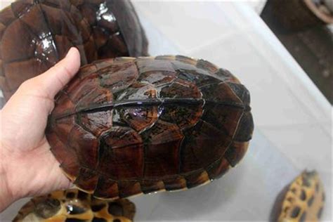 草龟和石龟有什么不同，附养殖乌龟的注意事项-农百科