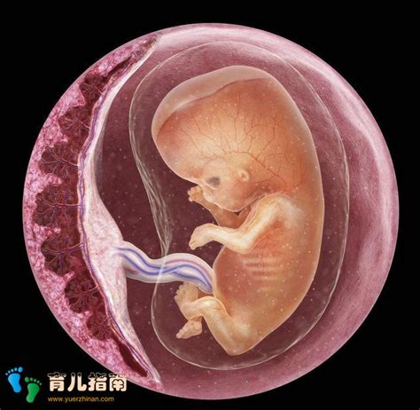 胎儿附属物胎盘、胎膜、脐带、羊水的形成与功能，你知道吗？ - 育儿知识