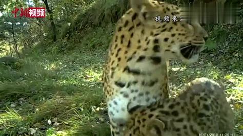 山西和顺：濒危物种华北豹4年产37只幼崽_凤凰网视频_凤凰网