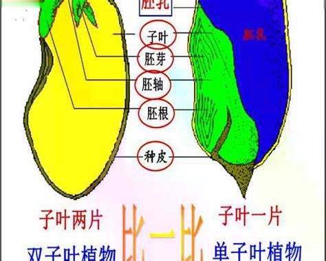 双子叶植物和单子叶植物种子结构比较