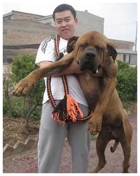 7种世界上最凶狠的狗 哪种狗最凶猛_宠物百科 - 养宠客