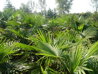 【棕榈科植物】【图】棕榈科植物 带你去认识其中几种_伊秀花草|yxlady.com
