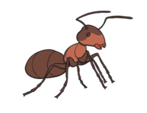 Ant Body