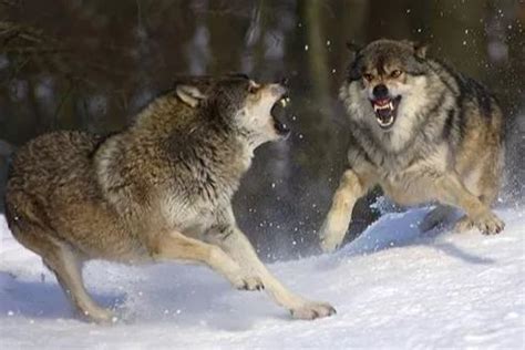 以家庭为单位的狼群，低级狼没有交配权，那是如何繁衍后代的呢？