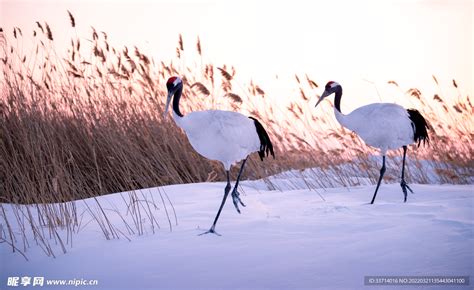 鹤雪图片