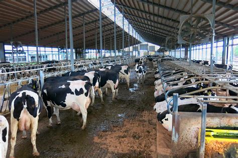 Mit Vorhang und Ventilator: Milchviehhaltung in den USA - agrarheute 2-2021