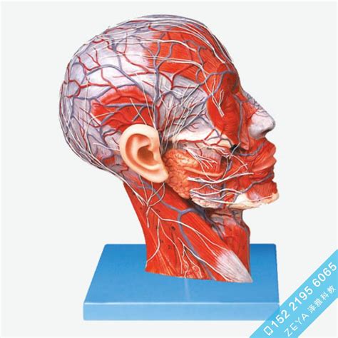 头部正中矢状切面附血管神经模型 - 高级人体解剖医学模型 - 医学教学训练模型-泽雅科教
