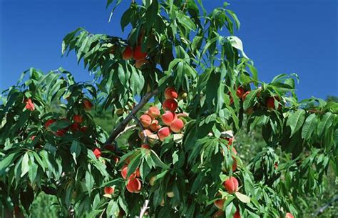 为什么桃树不能与其他果树混种？-种植技术-中国花木网