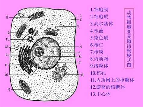 动物细胞图 动物细胞图片大全及名称(4)_配图网