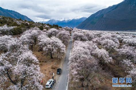 西藏林芝寻桃花 感受高原之“春”-天气图集-中国天气网