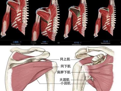 肩关节肌肉解剖图图片 肩关节肌肉解剖图图片