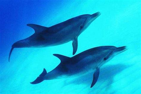 两只嬉戏的海豚日落背景下云层上跳跃的轮廓超现实的野生生活景观场景屏幕保护程序高清图片下载-正版图片300082470-摄图网