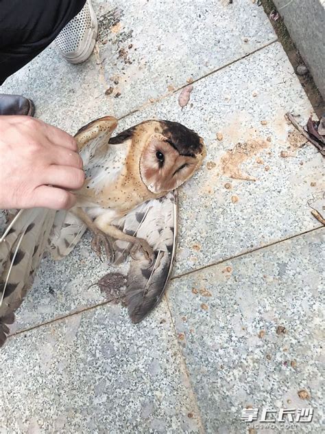 3只受伤幸运鸟被长沙好心市民收养 有的已重返大自然 有的正在接受救治 - 三湘万象 - 湖南在线 - 华声在线