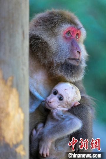 世界遗产地崀山林家寨景点发现野生猴