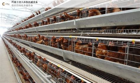 根据养鸡设备建造鸡舍 养鸡设备厂家、养鸭设备厂家普惠农牧