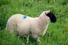 生肖羊农历几月出生好 属羊生在几月最好农历 - 万年历