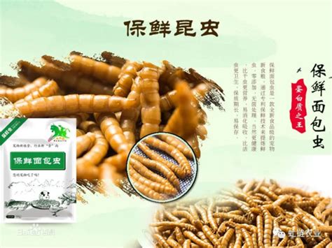 柴虫图片