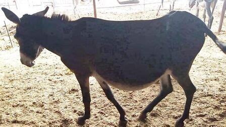 毛茸法兰西岛伊莱德里长发的著名驴子有趣动物高清图片下载-正版图片307537206-摄图网