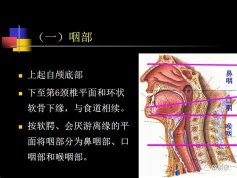 人体咽喉部结构图图片